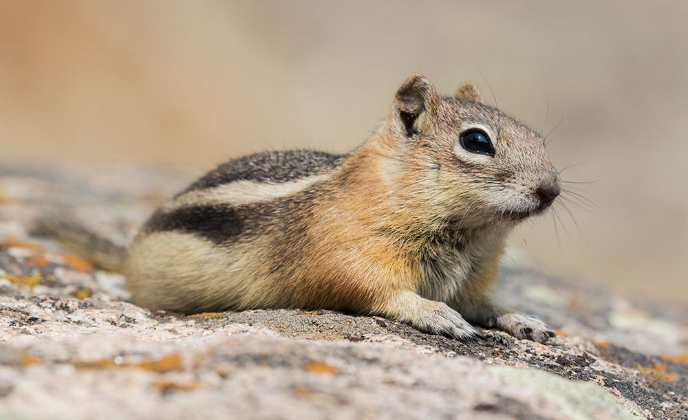 Golden-mantled ground squirrel